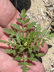 Coreocarpus