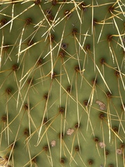 Opuntia comonduensis