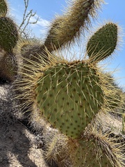 Opuntia comonduensis