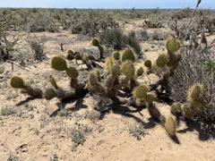 Opuntia comonduensis