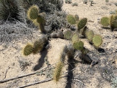 Opuntia comonduensis