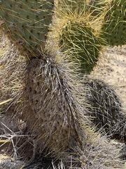 Opuntia comonduensis
