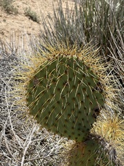 Opuntia comonduensis