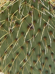 Opuntia comonduensis