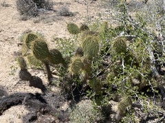 Opuntia comonduensis