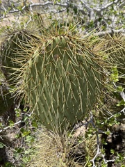 Opuntia comonduensis