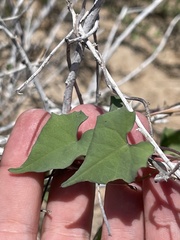 Ipomoea jicama