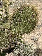 Opuntia comonduensis