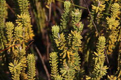 Stilbaceae