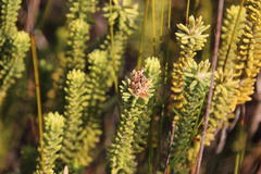 Stilbaceae
