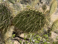 Opuntia comonduensis