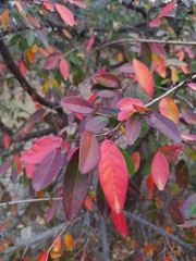 Sebastiania commersoniana