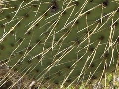 Opuntia comonduensis