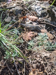 Odontarrhena obtusifolia