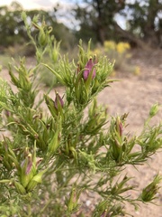 Cordylanthus wrightii