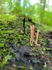 Clavaria rosea