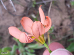 Moraea vallisbelli