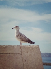 Larus michahellis