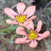 Moraea vallisbelli - Photo (c) Chris Vynbos,  זכויות יוצרים חלקיות (CC BY-SA), הועלה על ידי Chris Vynbos