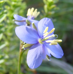 Heliophila subulata