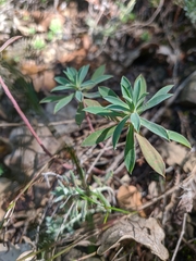 Euphorbia petrophila
