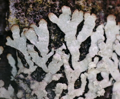 Parmeliopsis hyperopta