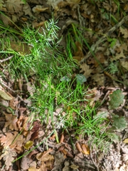 Asparagus verticillatus