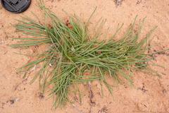 Gethyllis hallii