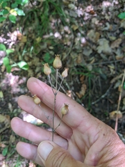 Silene noctiflora