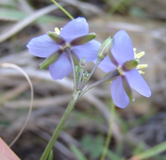Heliophila subulata
