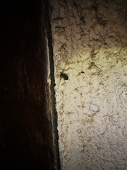 Exocentrus punctipennis