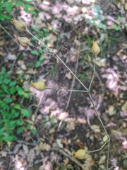 Silene noctiflora