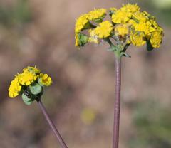 Gymnodiscus linearifolia