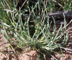 Gymnodiscus linearifolia