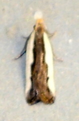Dichomeris serrativittella