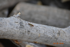 Neoclytus acuminatus acuminatus