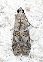 Zamagiria australella