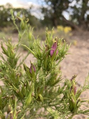 Cordylanthus wrightii