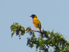 Ploceus melanocephalus