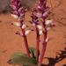 Lachenalia valeriae - Photo (c) Nick Helme, algunos derechos reservados (CC BY-SA), subido por Nick Helme