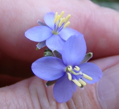 Heliophila subulata