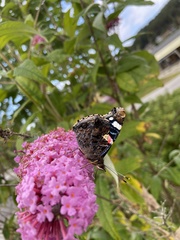 Vanessa atalanta