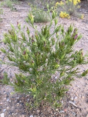 Cordylanthus wrightii