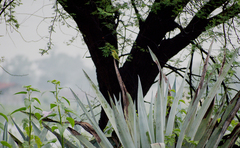 Merops orientalis