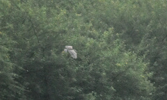 Nycticorax nycticorax