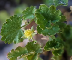 Ivesia saxosa