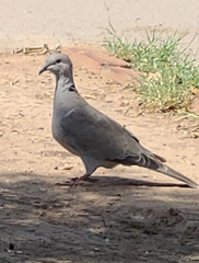 Streptopelia decaocto