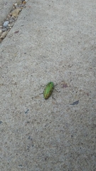 Buprestis confluenta