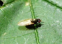 Calliopum simillimum