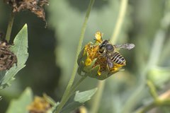 Megachile parallela